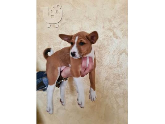 Basenji TOP κουτάβια